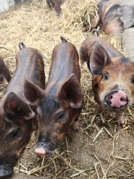 La Ferme Éboulmontaise - Mousse Café coop de solidarité