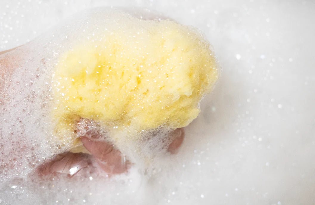 Sandy l'éponge de mer - Mousse Café coop de solidarité