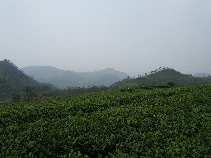 CAMELLIA SINENSIS - PERLES AU JASMIN - Mousse Café coop de solidarité