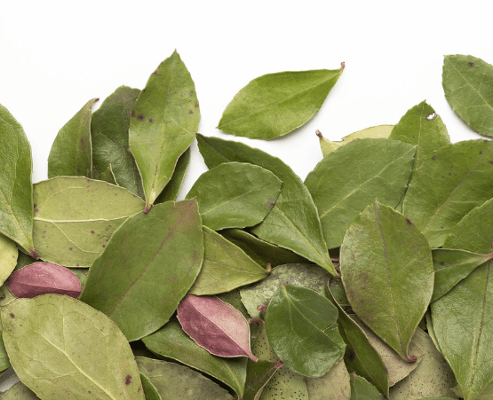 CAMELLIA SINENSIS - THÉ DES BOIS (20G) - Mousse Café coop de solidarité